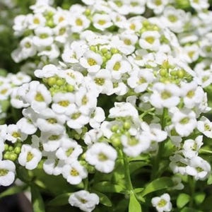 White Magic Creeping Thyme Seeds - Thymus Serpyllum - Heirloom Ground Cover Plants - Easy to Plant and Grow