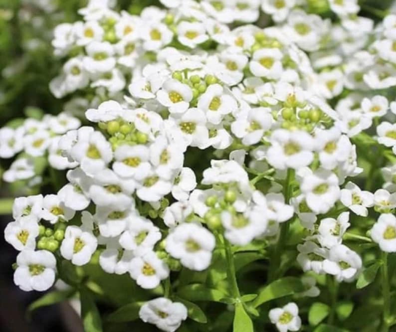 White Magic Creeping Thyme Seeds - Thymus Serpyllum - Heirloom Ground Cover Plants - Easy to Plant and Grow
