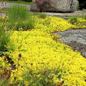 Yellow Creeping Thyme Seeds - Thymus Serpyllum - Heirloom Ground Cover Plants Open Pollinated