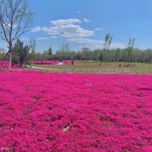 Red Creeping Thyme Seeds - Easy-Grow, Fragrant Ground Cover Plants, Open Pollinated - Thymus Serpyllum