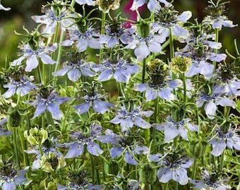 Seeds Nigella Sativa Black Cumin Herb Non-GMO Organic Heirloom 1000 Pack for Culinary Outdoor Gardening