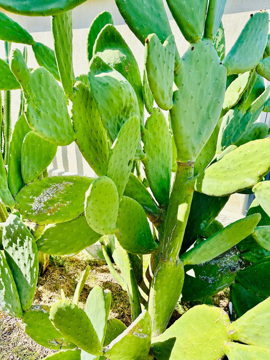 1 Cutting, Spineless Prickly Pear Cactus Pad, Opuntia Gomei, Old Mexico, Nopal