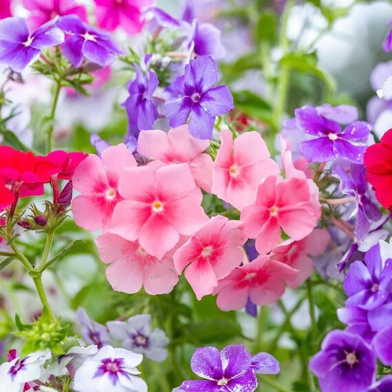 Mixed Phlox Flower Seeds - Dwarf Popstars Phlox Perennial