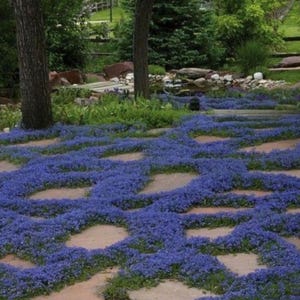 Heirloom Blue Creeping Thyme Seeds - Easy-Grow - Fragrant Ground Cover Plants - Thymus Serpyllum