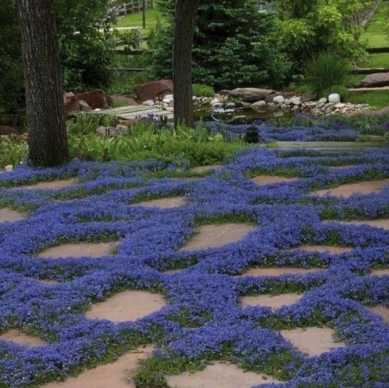Heirloom Blue Creeping Thyme Seeds - Easy-Grow - Fragrant Ground Cover Plants - Thymus Serpyllum
