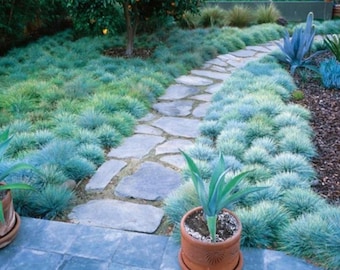 Ornamental Grass Seeds Blue Fescue: Perennial, Drought Tolerant, Low Growing Clump Forming
