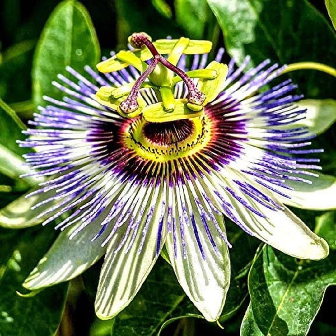 Maypop Passion Flower Seeds