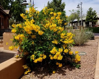 Seeds Yellow Bells Non-GMO: Esperanza Desert Bush, Yellow Trumpet Flowers, Southwest Shrub for Landscaping