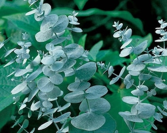 Eucalyptus Pulverulenta Baby Blue Seeds - Silver Leaved Mountain Gum - Powdered Gum - Mountain Silver Seeds - Rare and Viable Seeds