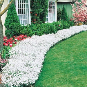 Sweet Alyssum TINY TIM White Flower Seeds - 500 Seeds, Ground Cover, Bees Love It!
