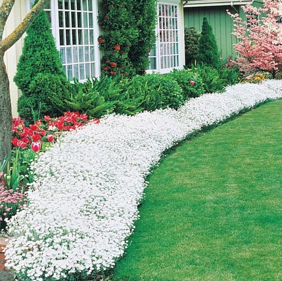 Tall White Sweet Alyssum Seeds - Easy to Grow, Fragrant White