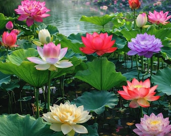 Mixed Bowl Lotus Seeds - Water Features - Bonsai Flower - Indoor Outdoor Garden Pond - Easy to Grow