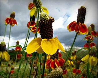 Flower Seeds Mexican Hat Coneflower: 100 Non-GMO Heirloom Drought Tolerant Seeds
