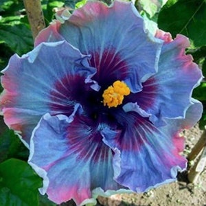 Fairy Dust Hibiscus Seeds - Perennial Flower Seed - Easy to