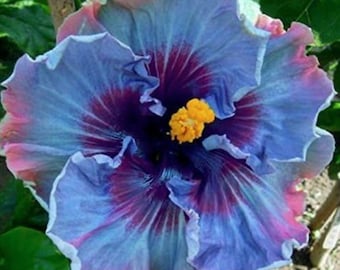 Fairy Dust Hibiscus Seeds - Perennial Flower Seed - Easy to Grow - Huge 10-12 Inch Flowers