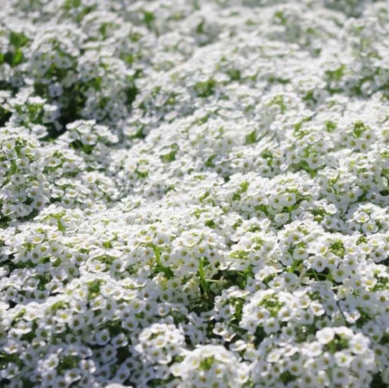 Sweet Alyssum Seeds Carpet of Snow