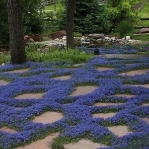 Blue Creeping Thyme Seeds Non-GMO Easy-Grow, Fragrant Ground Cover Plants, Open Pollinated Thymus Serpyllum image 3