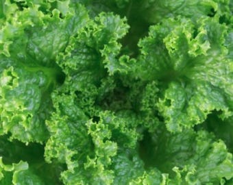Grand Rapids Leaf Lettuce Seeds - Lactuca Sativa - Easy to Plant and Grow Vegetable Garden