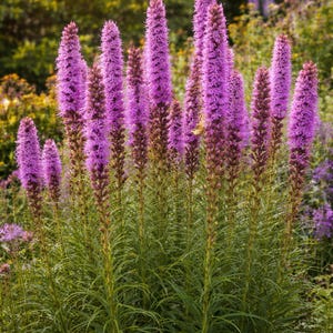 Meadow Blazing Star Wildflower Seeds - Native Non-GMO Seed Packet, Pollinator Friendly, Outdoor Gardening, Rare Seeds