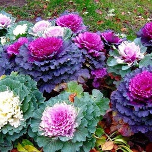 Ornamental Cabbage Seeds Osaka Mix: Colorful Flowering Kale, Heirloom Non GMO Decorative Garden Plant