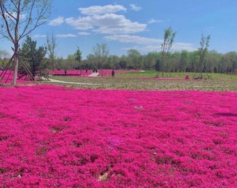 Red Creeping Thyme Seeds: Fragrant Heirloom Ground Cover, Non GMO, Thymus Serpyllum, Outdoor Garden Pack