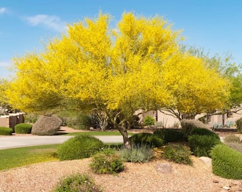 Blue Palo Verde Tree Seeds, Desert Museum Thornless Hybrid, Yellow Blossoms, Cercidium x, Shade Tree Seeds