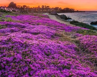 Purple Magic Creeping Thyme Seeds - Easy-Grow, Fragrant Ground Cover Plants, Open Pollinated - Thymus Serpyllum