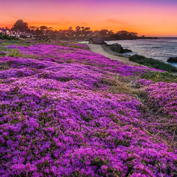 Purple Magic Creeping Thyme Seeds - Easy-Grow, Fragrant Ground Cover Plants, Open Pollinated - Thymus Serpyllum