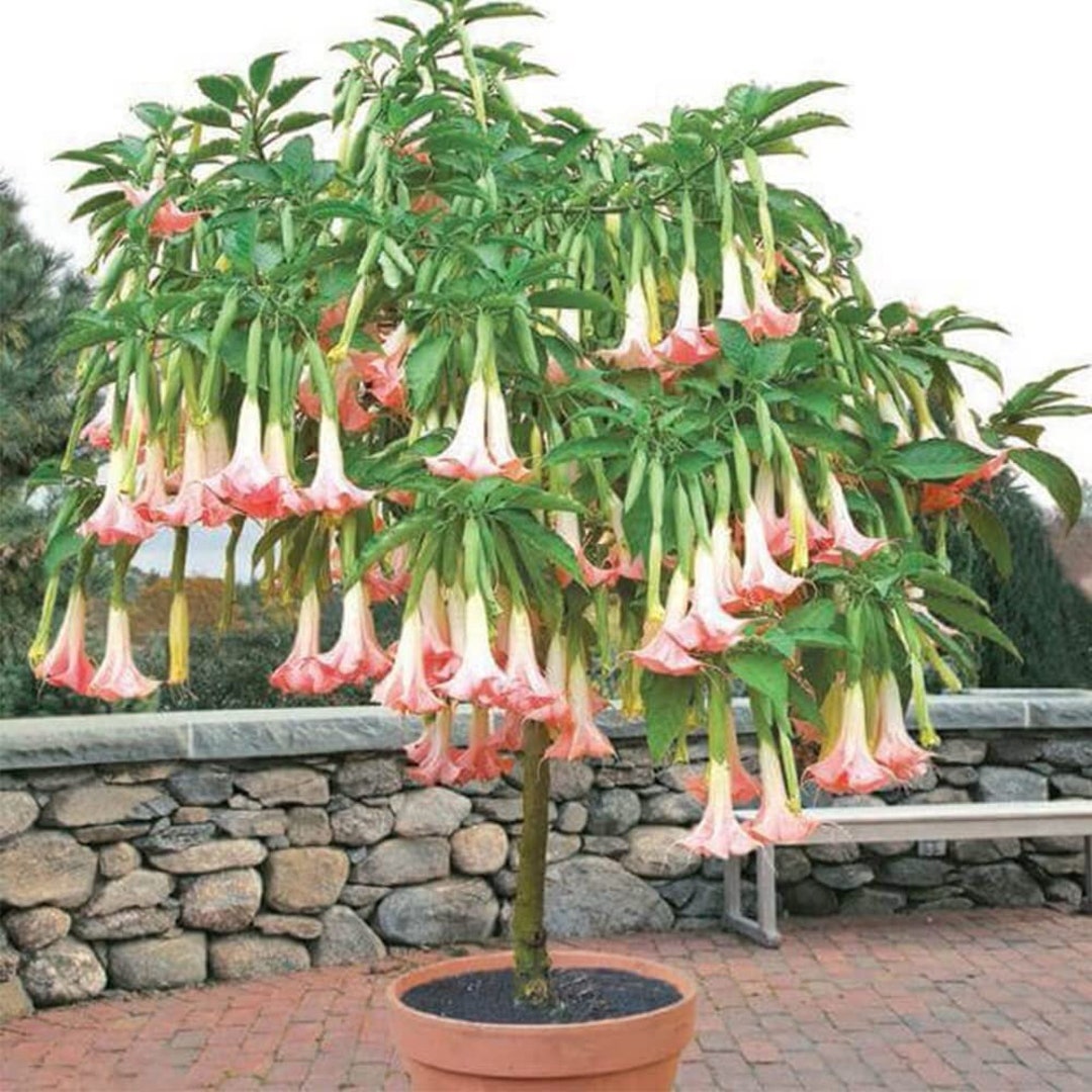 Brugmansia Pink Delight Angels Trumpet Moonflower 10 Seeds Flowering