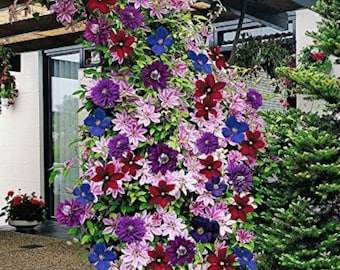 Clematis Vine Seeds - Mixed Colors - Large Beautiful Blooms - 20+ Perennial Vine Seeds