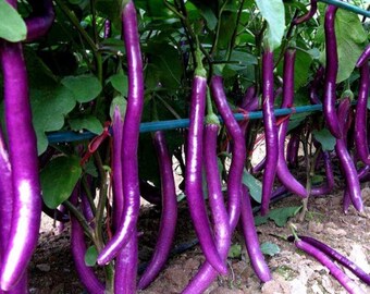 water eggplant maxres2.jpg?sqp=-