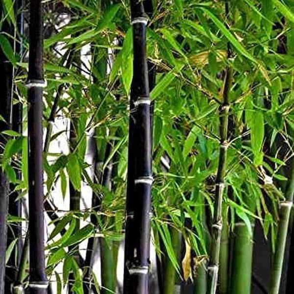 Rare Black Bamboo Seeds Pack: 50+ Fast Growing Non GMO Seeds for Outdoor Privacy and Sustainable Gardens