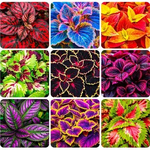 Rainbow Coleus Seeds for Planting – Vibrant, Colorful Foliage for Indoor & Outdoor Gardens