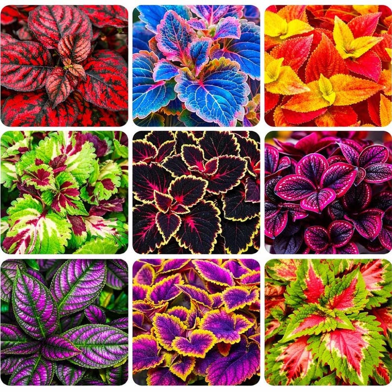 Rainbow Coleus Seeds for Planting – Vibrant, Colorful Foliage for Indoor & Outdoor Gardens
