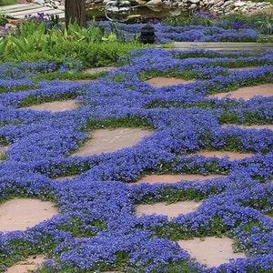 Blue Magic Carpet Creeping Thyme - 5000 Seeds - Ground Cover Flowers - Non-Gmo Thymus Serpyllum