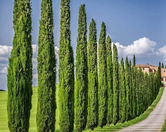 Italian Cypress Seeds Evergreen Rare Tree Hardy Outdoor Landscaping Tall Hedge Row Pack