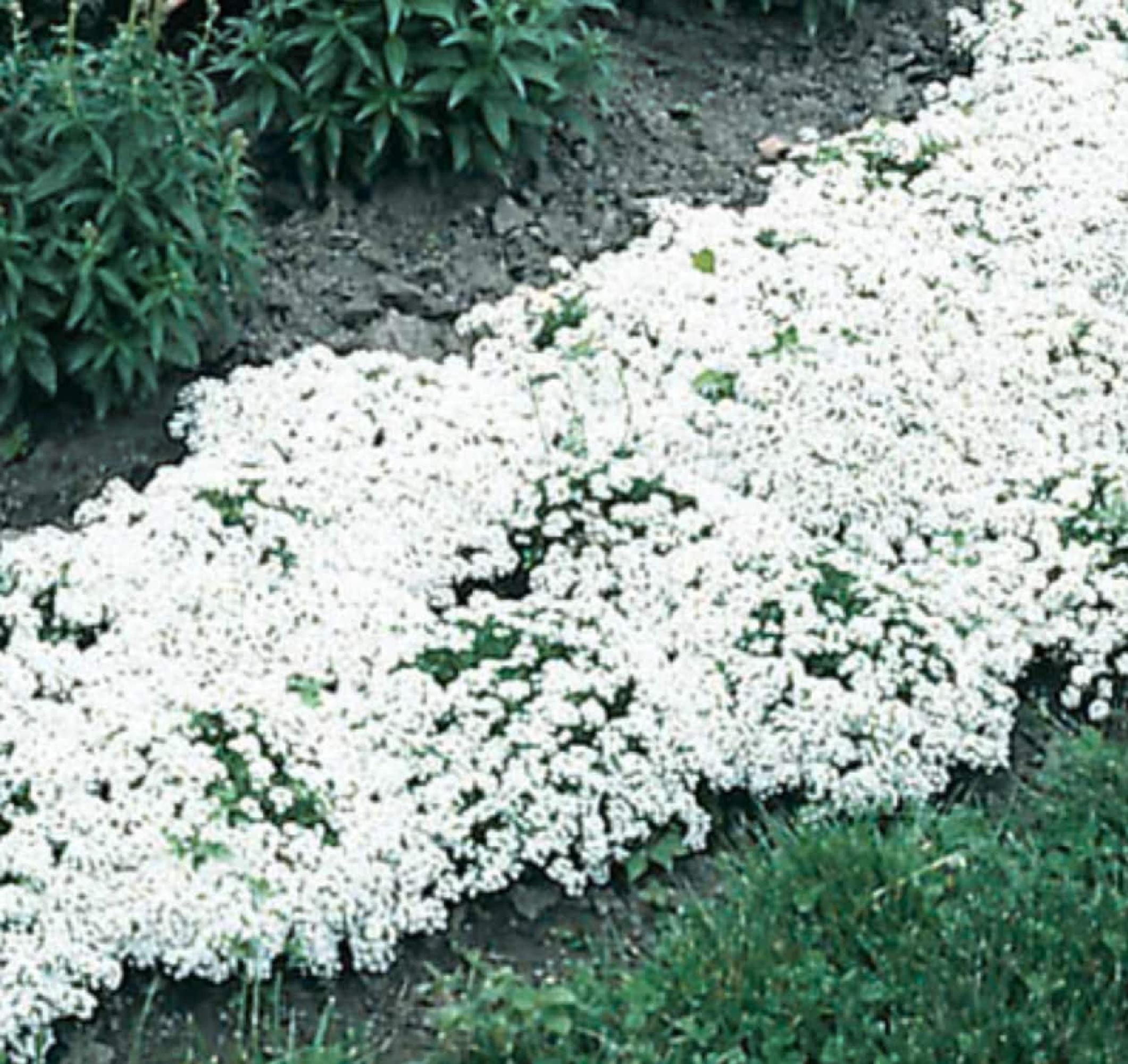 Sweet Alyssum Seeds Carpet of Snow, Fragrant White Flower Ground Cover