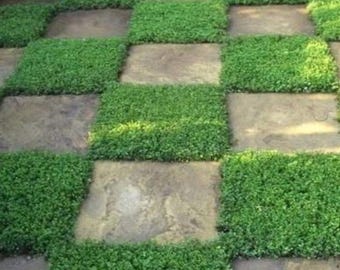 Seeds Perennial Herniaria Glabra: Green Carpet Rupturewort, Low-Growing Spreading Ground Cover, Drought Tolerant