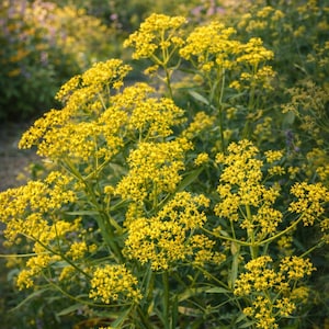 May include: A vibrant image of yellow wildflowers in a field. The flowers are in full bloom, with clusters of small, bright yellow blossoms. Green stems and leaves support the flowers, creating a natural and lively scene. The background is blurred, suggesting depth.