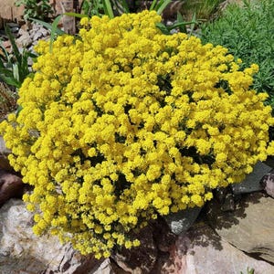 Seeds Perennial Sedum Acre: Drought Tolerant Succulent, Stonecrop Ground Cover