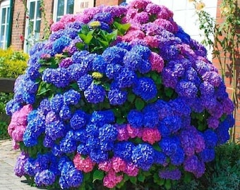 Blue Pink Purple Hydrangea Seeds- Beautiful and Hardy Perennial Flowers