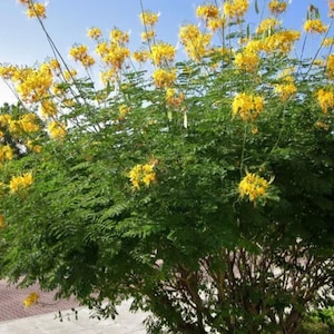 Flower Seeds Yellow Pride of Barbados: Tropical Mexican Desert Bird of Paradise, Rare Caesalpinia Mexicana Seed Packet