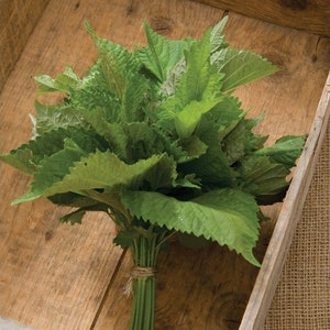 Herb Shiso Green - 200 Seeds -  Non-Gmo Heirloom