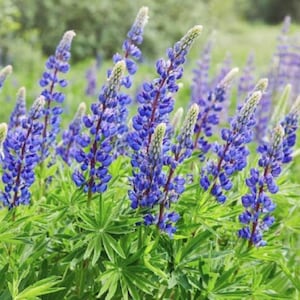 Wild Lupine Seeds - Rainbow Blossoms Rare Wildflower - Easy to Plant and Grow