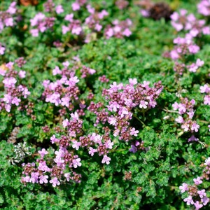 20 Jasmine Flower Seeds - Rare Exotic Rambling Vine, Fragrant Perennial Plant For Garden