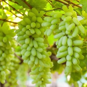Finger Grape Heirloom Seeds - Sweet Fruit