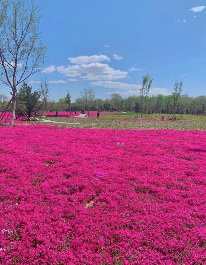 Red Creeping Thyme Seeds - Easy-Grow - Fragrant Ground Cover Plants- Thymus Serpyllum