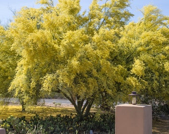 Foothill Palo Verde Tree Seeds | Desert Elegance | Vibrant Yellow Desert Beauty | (Parkinsonia Microphylla)