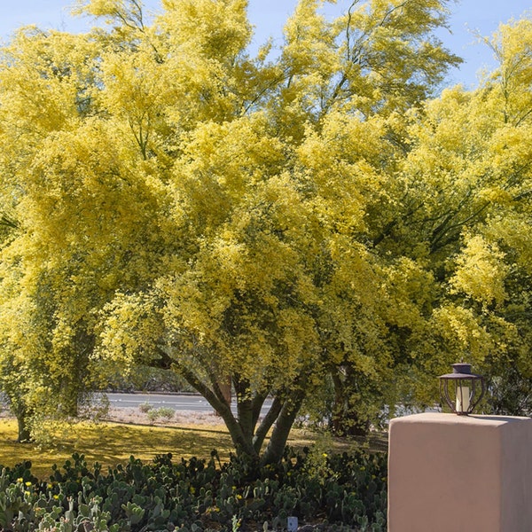 Foothill Palo Verde Tree Seeds | Desert Elegance | Vibrant Yellow Desert Beauty | (Parkinsonia Microphylla)