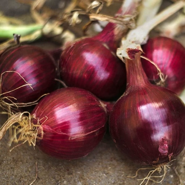 Red Burgundy Onion - 500 Seeds - Heirloom Non GMO Garden Vegetable
